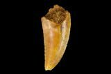 Serrated, Raptor Tooth - Real Dinosaur Tooth #149074-1